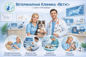 Ветеринарная клиника: роль современной ветеринарной медицины в заботе о здоровье домашних животных