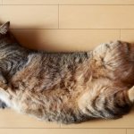 4 причины почему кошка катается по полу