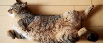 4 причины почему кошка катается по полу
