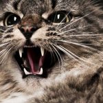 5 признаков, что кошка предупреждает вас о негативе в доме