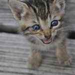6 симптомов атонии кишечника у кошек - как лечить