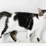 American Wirehair cat photo