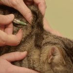 Anatomical features of a cat injection at the withers