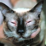 антигистаминные препараты для кошек от аллергии