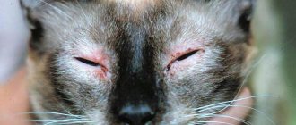 антигистаминные препараты для кошек от аллергии