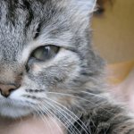 болезнь глаз у кошек
