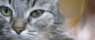 болезнь глаз у кошек