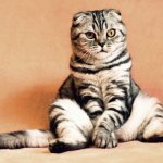 Tail disease in cats