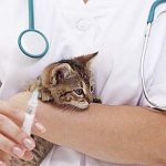 болезни котят