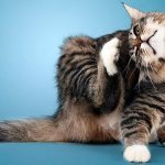 Болячки могут возникать из-за чрезмерного чесания кошки