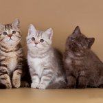 British kittens: care and education, and feeding
