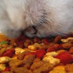 Чем кормить персидскую кошку читайте статью
