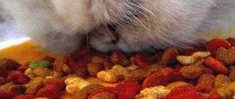 Read the article on what to feed your Persian cat