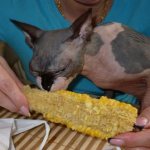 Read the article on what to feed the Sphynx