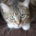 Чем промыть глаза коту в домашних условиях: обзор препаратов, особенности применения, советы ветеринаров