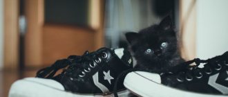 Черный котенок в кедах