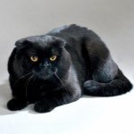 черный вислоухий кот