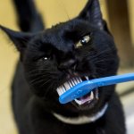 brushing a cat&#39;s teeth