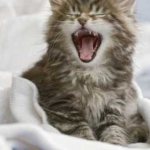 What to do if your cat starts shitting on the bed, possible reasons