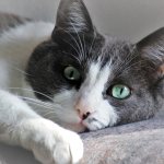 What is pyometra in a cat?
