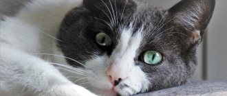Что такое пиометра у кошки