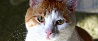 диагностика копростаза у кошек
