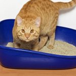 Для многих владельцев кошек отказ животного пользоваться лотком становится весомым стимулом к достижению поставленной цели