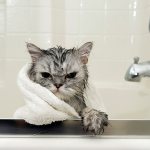 Домашнего кота купают раз в 3 месяца.