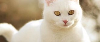 A white cat crossed the road
