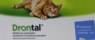 Drontal to a cat