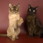 Две бурманские кошки