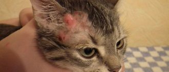 Eczema in cats