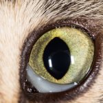 Энуклеация глазного яблока у кошки