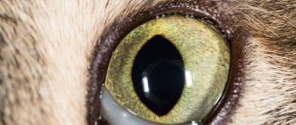 Enucleation of the eyeball in a cat