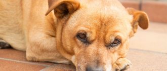 Формы протекания чумки у собак