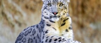 Photo: Snow Leopard