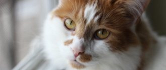 Hepatitis in cats