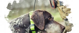 GPS ошейник для собаки