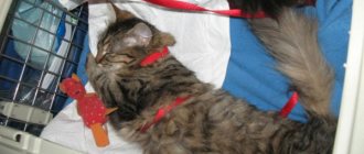 Использование снотворного при перевозке кошек
