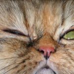 What causes a cat to squint one eye?