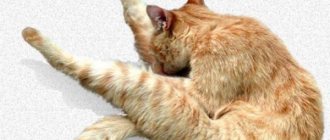 What causes a cat to lick under its tail?