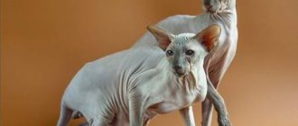Как кормить кошек породы петербургский сфинкс
