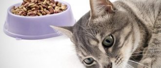How to feed a cat if he refuses to eat