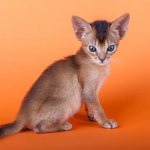 Как назвать абиссинского котенка читайте статью