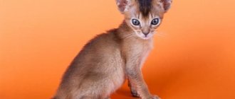 Как назвать абиссинского котенка читайте статью