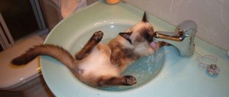 как отучить кота пить из под крана