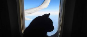 Как перевезти кота на самолёте: опыт бывалых