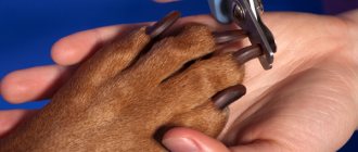 how to trim a dog&#39;s nails