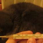 How to take a cat&#39;s temperature