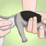 how to make a kitten go to the toilet